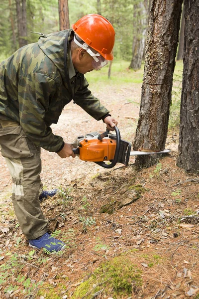 衛生森の伐採のプロットをマーキング林業のグループと森林官 衛生シベリアタイガ林における木材のチェーンソーで伐採の方向のインデックスの製造 人間は森林にチェーンソーで木を切る — ストック写真