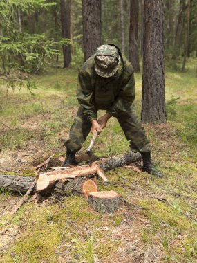 Orman Müfettiş Ormancılar, siteyi sıhhi ormanında felling için işaretleme bir grup ile. Üretim sıhhi Sibirya Tayga ahşap bir balta tarafından felling. doğrultusunda dizin. B orman carpenter'ın balta Müfettiş kaldırır