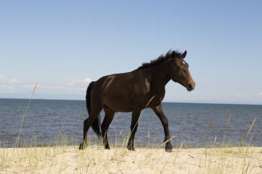 Baykal Gölü kıyısında ata