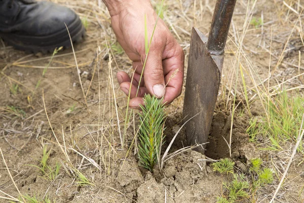 The forester grows a tree. Farmers are planting trees. — Stock Photo, Image