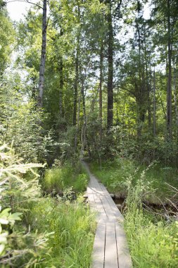 Ormandaki tahta patika.