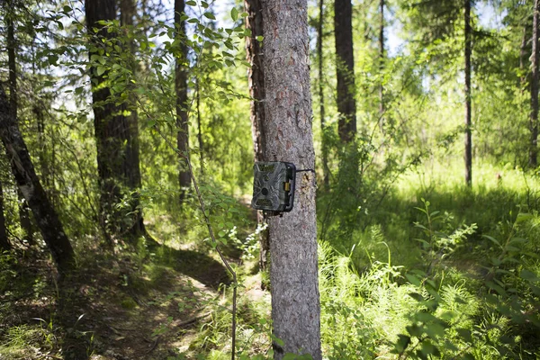 Camera trap on the tree