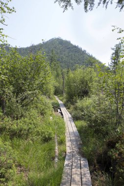 Ormandaki tahta patika.