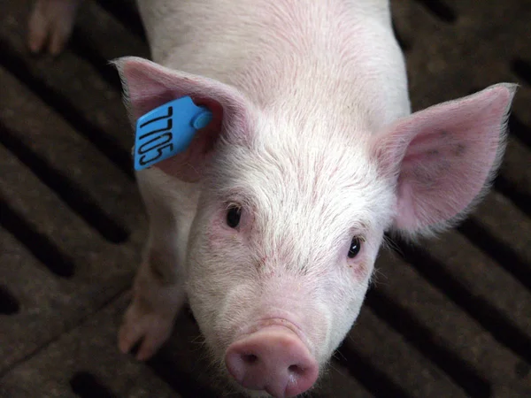 Pig on a pig farm in eastern Siberia