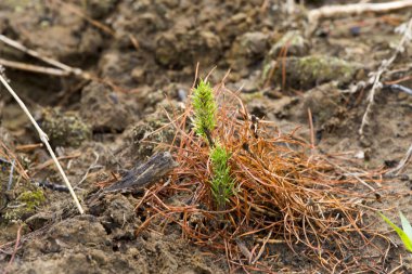 Ormanların restorasyonu üzerine ormancıların çalışmaları. Ormancılar fideleri diktiler ve Sibirya Taygasında ağaç yetiştirmek için bir çiftlikte onlara baktılar..
