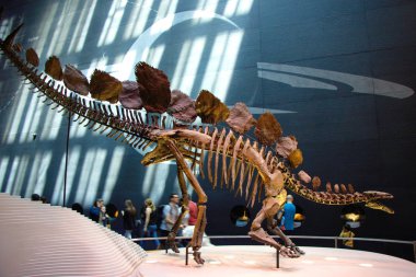 Erkek Stegosaurus sp. Londra 'da fosil. Doğal Tarih Müzesi.