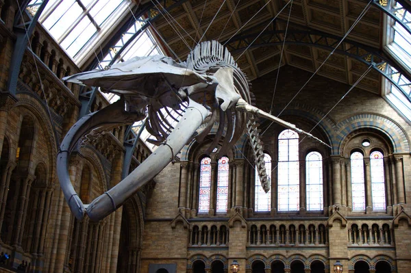 Σκελετός μιας γαλάζιας φάλαινας στη μεγάλη αίθουσα του μουσείου της φυσικής ιστορίας στο Λονδίνο, Ηνωμένο Βασίλειο. — Φωτογραφία Αρχείου