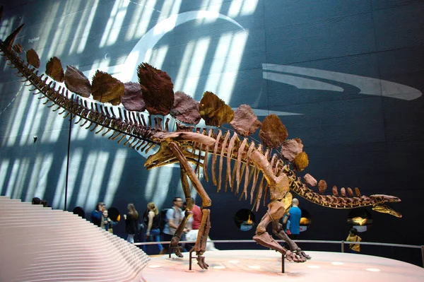 Samec Stegosaurus sp. fosilie v Londýně. Muzeum přírodní historie. — Stock fotografie