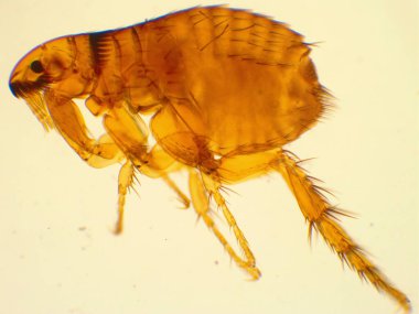 Adult dog flea under microscope (40x magnification) clipart