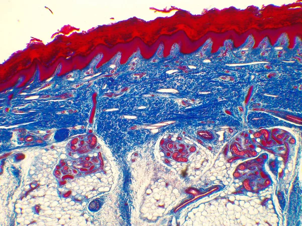 Imagem microscópica da pele humana. (ampliação de 40x ) — Fotografia de Stock