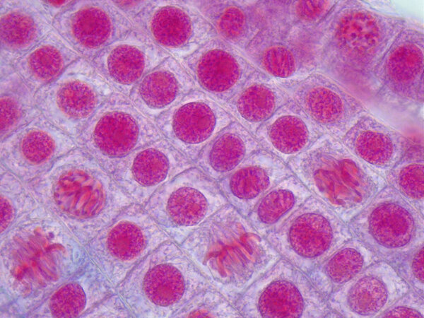 Microscopic image of onion root tip cells undergoing mitosis. Anaphases, telophases and metaphases. 1000x magnified.