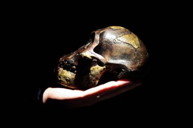 Bir elde insan atası (Australopithecus afarensis) modeli. Koyu arkaplan.
