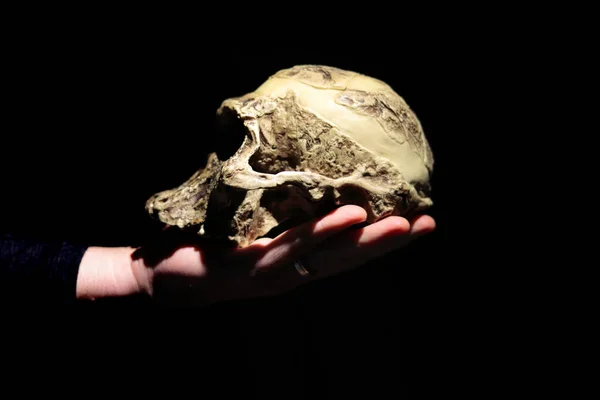Model Lebky Lidského Předka Australopithecus Africanus Ruce Tmavé Pozadí — Stock fotografie