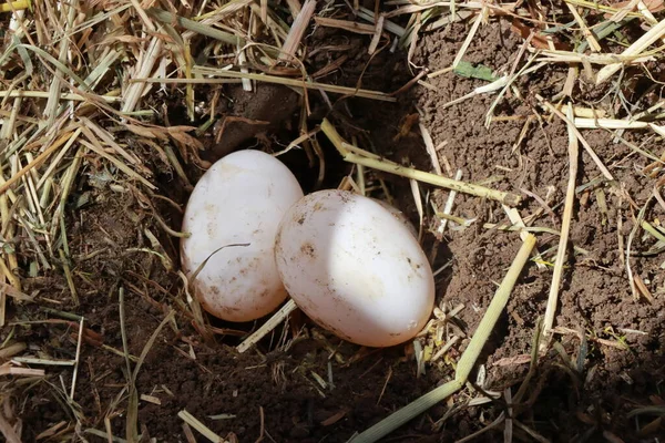 A Hermanns tortoise has digged a hole in the ground and put 6 eggs in it. Two eggs are visible.