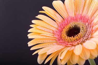 Sarı gerbera çiçek