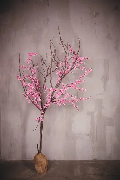 Árvore sacura rosa florescente — Fotografia de Stock
