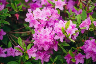 Sardunya Sardunya grup parlak güzel kırmızı pembe çiçekler