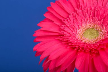 Pembe Gerbera çiçek. Mavi bir arka plan üzerinde