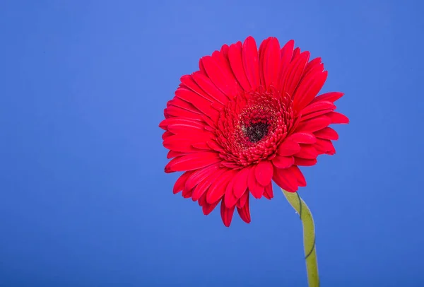 Kırmızı Gerbera çiçek. Mavi bir arka plan üzerinde — Stok fotoğraf