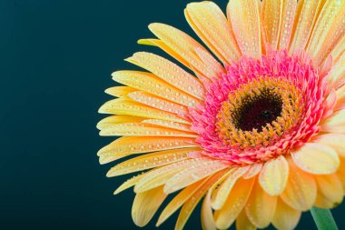 Sarı gerbera çiçek. 