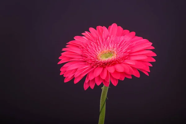 Roze Gerbera bloem. Op een donkere achtergrond — Stockfoto