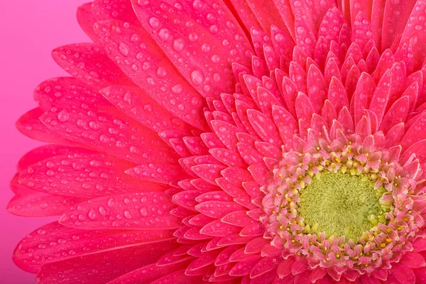 Flor rosa Gerbera. Gotas de rocío. Macro. Sobre un fondo rosa —  Fotos de Stock