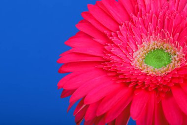 Pembe Gerbera çiçek. Mavi bir arka plan üzerinde