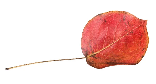 Red Autumn Leaf Isolated White Background — Stock Photo, Image