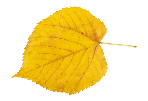 黄色の秋の葉 — ストック写真