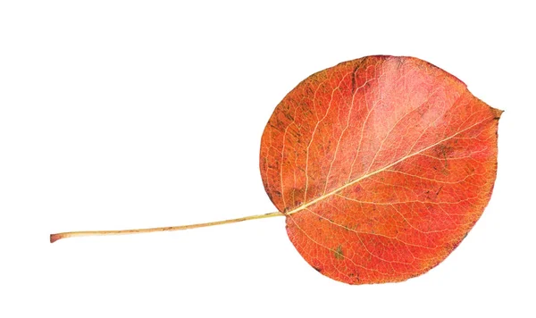 Hoja Otoño Naranja Aislada Sobre Fondo Blanco — Foto de Stock