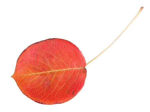 Hoja roja de otoño — Foto de Stock