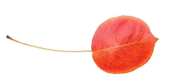Rotes Herbstblatt Isoliert Auf Weißem Hintergrund — Stockfoto
