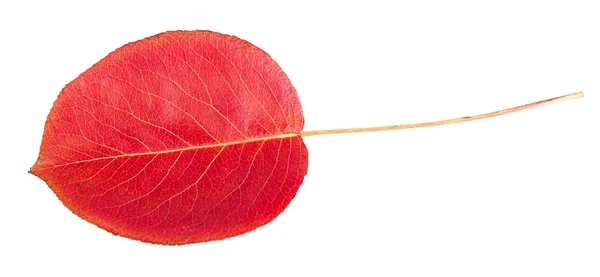 Foglia Rossa Autunnale Isolata Fondo Bianco — Foto Stock