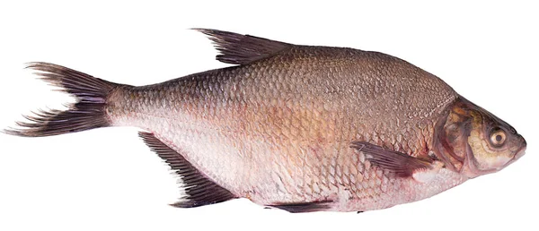 Fresh raw fish carp — Stock Photo, Image