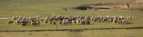 A herd of sheep — Stock Photo, Image