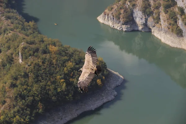 Abutre Griffon voando — Fotografia de Stock