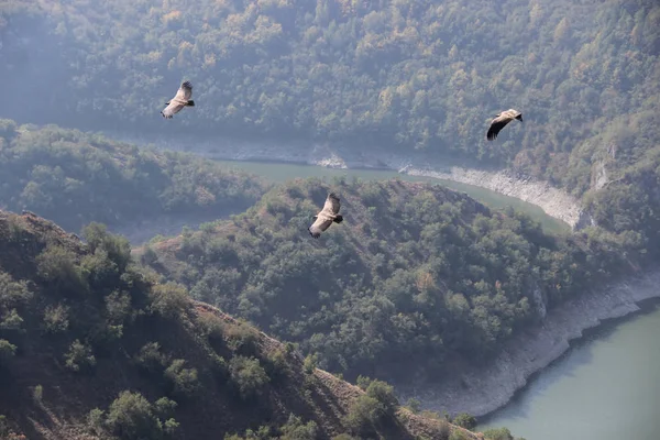 Uccelli che volano in natura — Foto Stock