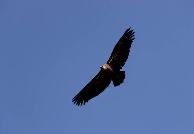 uçan Kızıl akbaba