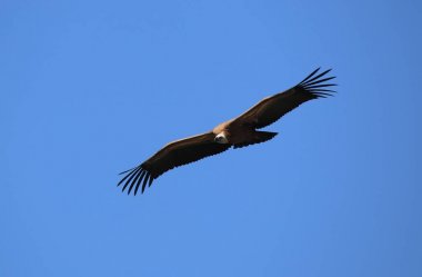 uçan Kızıl akbaba