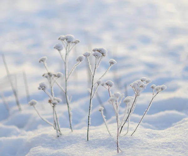 Een paar kruiden in de sneeuw bij zonsondergang — Stockfoto