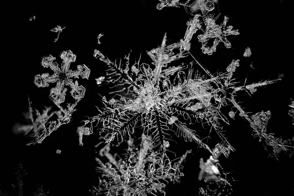 Extrema aproximação de flocos de neve naturais — Fotografia de Stock