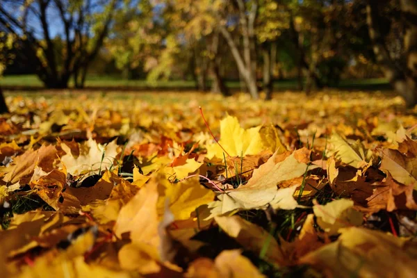 Фон осенних листьев, лежащих на земле — стоковое фото