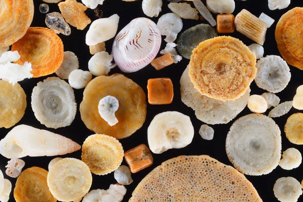 Extremo close-up de conchas Foraminifera de areia de coral — Fotografia de Stock