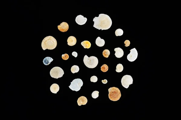 Extremo Close Conchas Foraminifera Sorites Areia Coral Haifa Israel — Fotografia de Stock