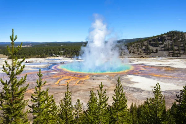 Vista Coloridos Géiseres Abetos Yellowstone Alrededor Imagen De Stock