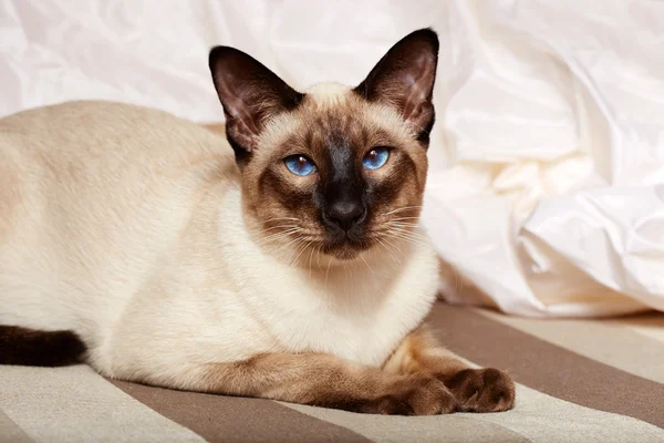 Siamese oriental blue-eyed cat Stock Photo