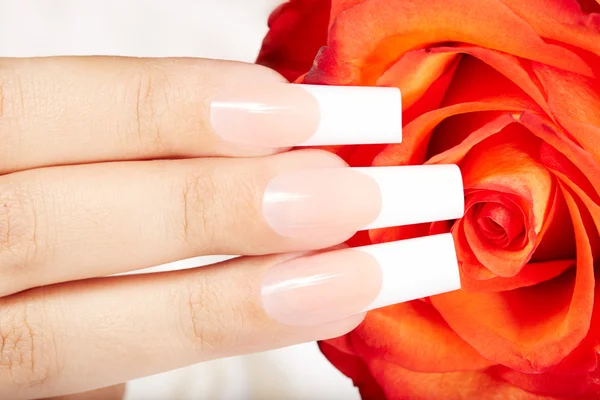Dedos con uñas manicura francesa y flor de rosa roja — Foto de Stock