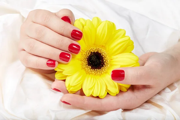 Manos con clavos rojos manicurados sosteniendo la flor amarilla de Gerbera — Foto de Stock