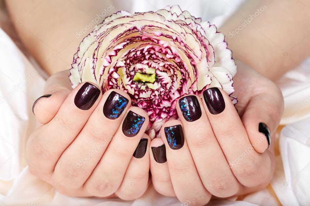 Hands with short manicured nails colored with dark purple nail polish  holding a flower