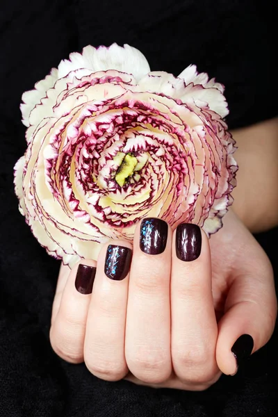 Mano con unghie corte curate colorate con smalto viola scuro con disegno lamina — Foto Stock